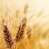 Buğday Yatırım